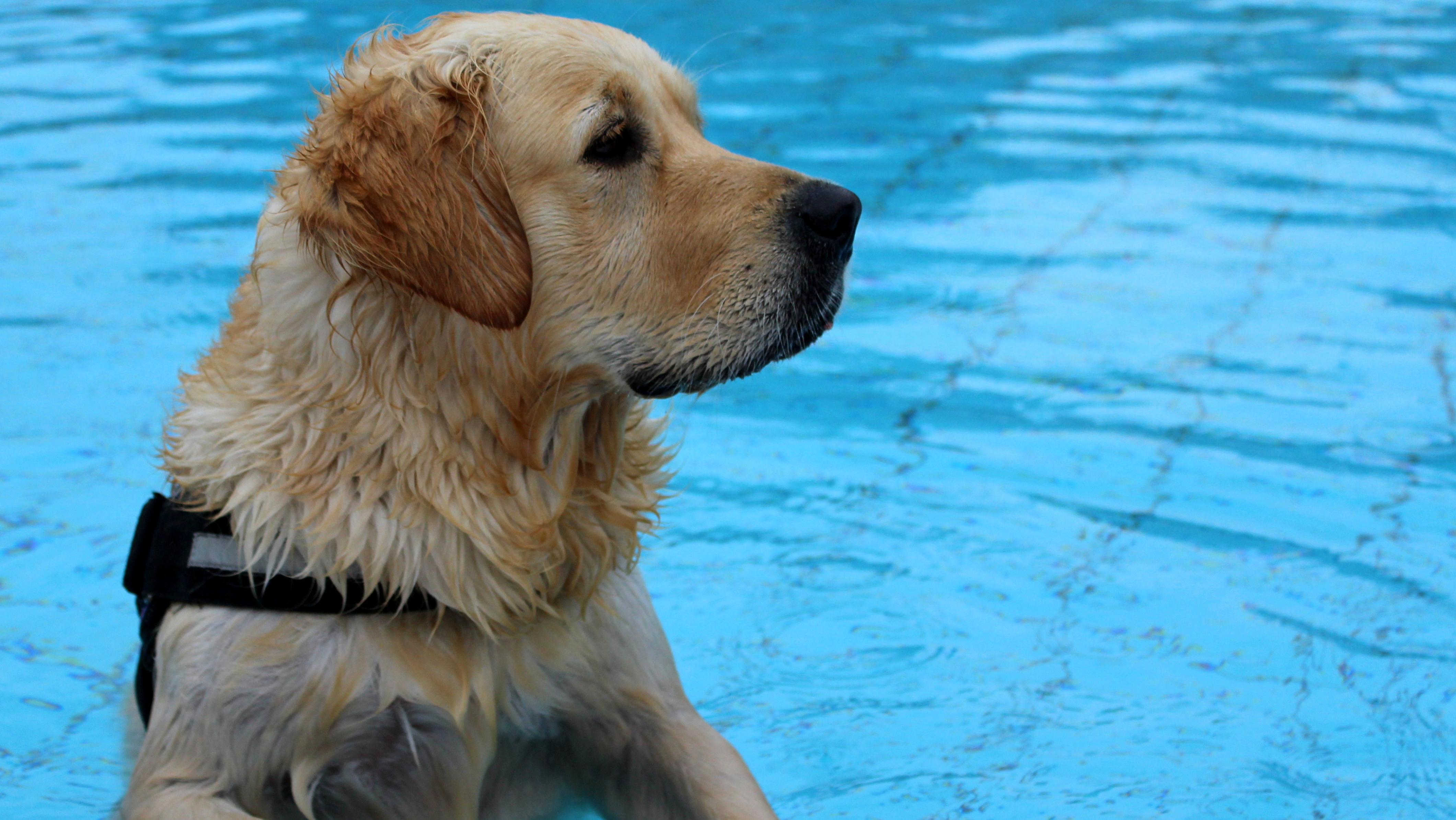 Hund im Freibad