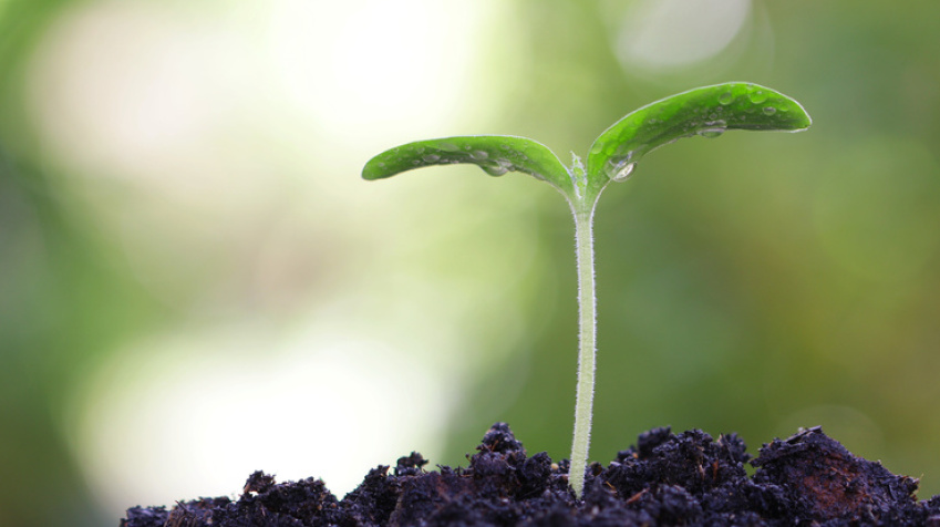 Kürbispflanze, Foto: paladin1212_Fotolia