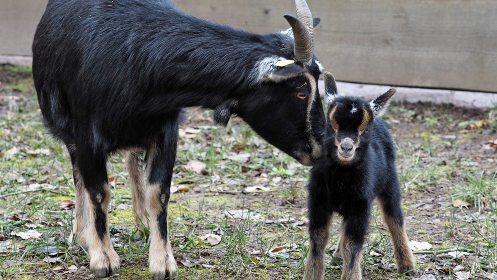 Ziegennachwuchs im Wildpark (Foto: Ralf Blechschmidt) Ziegennachwuchs im Wildpark (Foto: Ralf Blechschmidt)