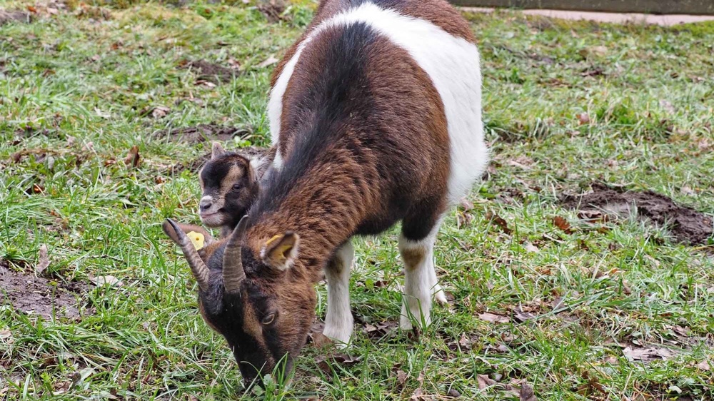 Ziege mit dem bislang jüngsten Wildpark Zicklein vom 11. März (Foto: Ralf Blechschmidt) Ziege mit dem bislang jüngsten Wildpark Zicklein vom 11. März (Foto: Ralf Blechschmidt)