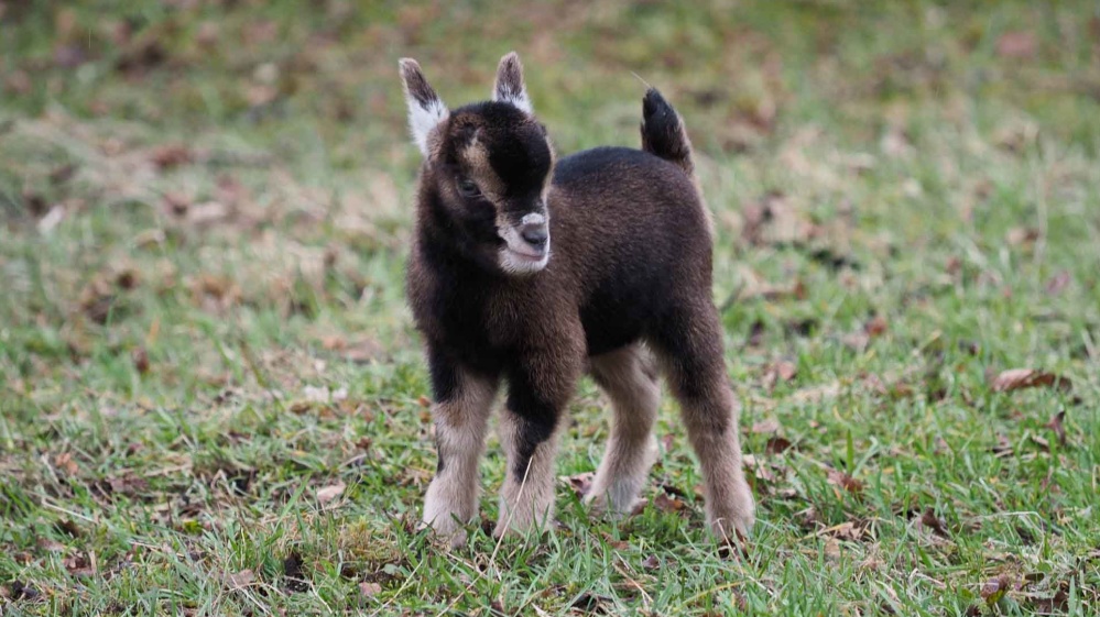 Bislang jüngster Wildparkbewohner ist dieses süße Zicklein (Foto: Ralf Blechschmidt) Bislang jüngster Wildparkbewohner ist dieses süße Zicklein (Foto: Ralf Blechschmidt)