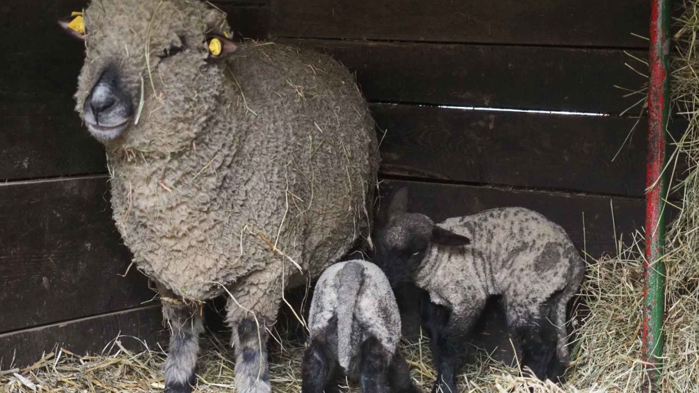 Die beiden Lämmchen kamen Mitte März 2018 im Wildpark zur Welt Die beiden Lämmchen kamen Mitte März 2018 im Wildpark zur Welt