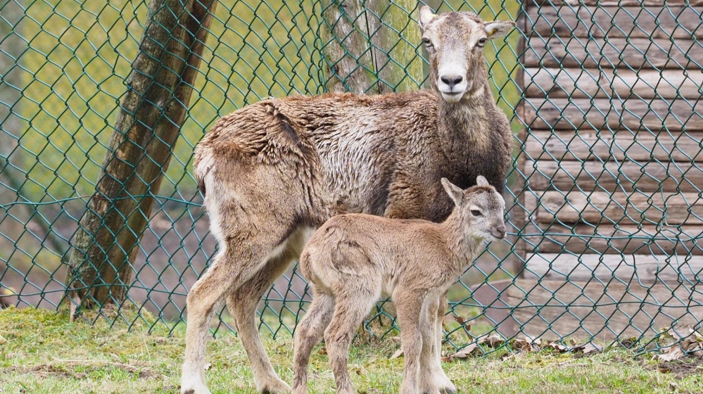 Mufflon mit Lamm Mufflon mit Lamm