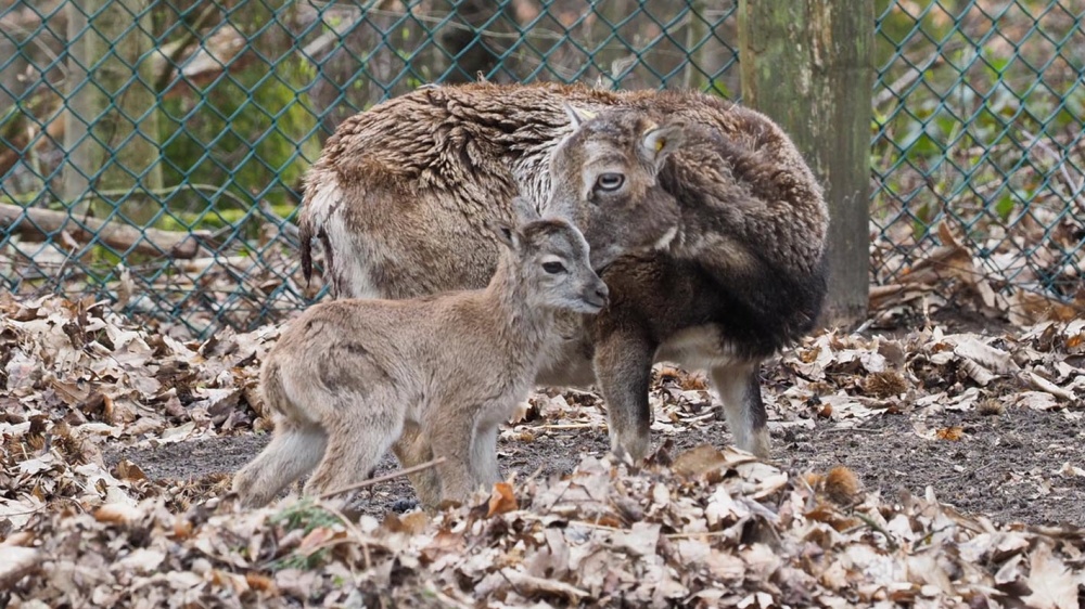 Mufflon mit Lamm Mufflon mit Lamm