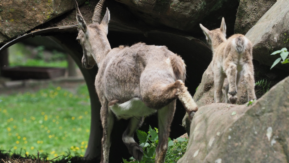 Steingeiß mit ihrem jungen Kitz (Mai 2018, Foto: Ralf Blechschmidt) Steingeiß mit ihrem jungen Kitz (Mai 2018, Foto: Ralf Blechschmidt)