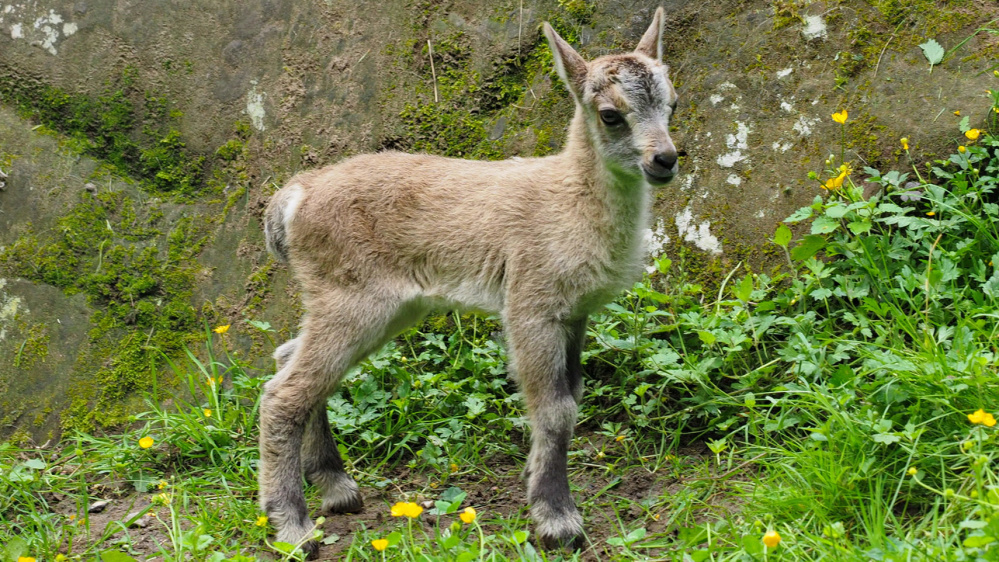 Steinkitz im Wildpark (Foto: Ralf Blechschmidt) Steinkitz im Wildpark (Foto: Ralf Blechschmidt)