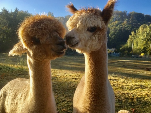 SAAR ALPAKA SAAR ALPAKA