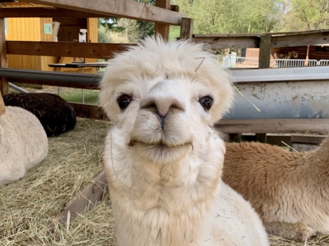 SAAR ALPAKA SAAR ALPAKA