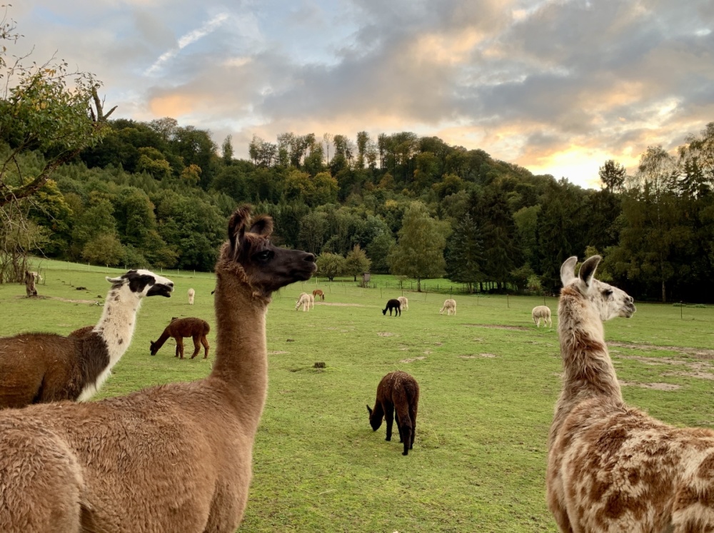 SAAR ALPAKA SAAR ALPAKA