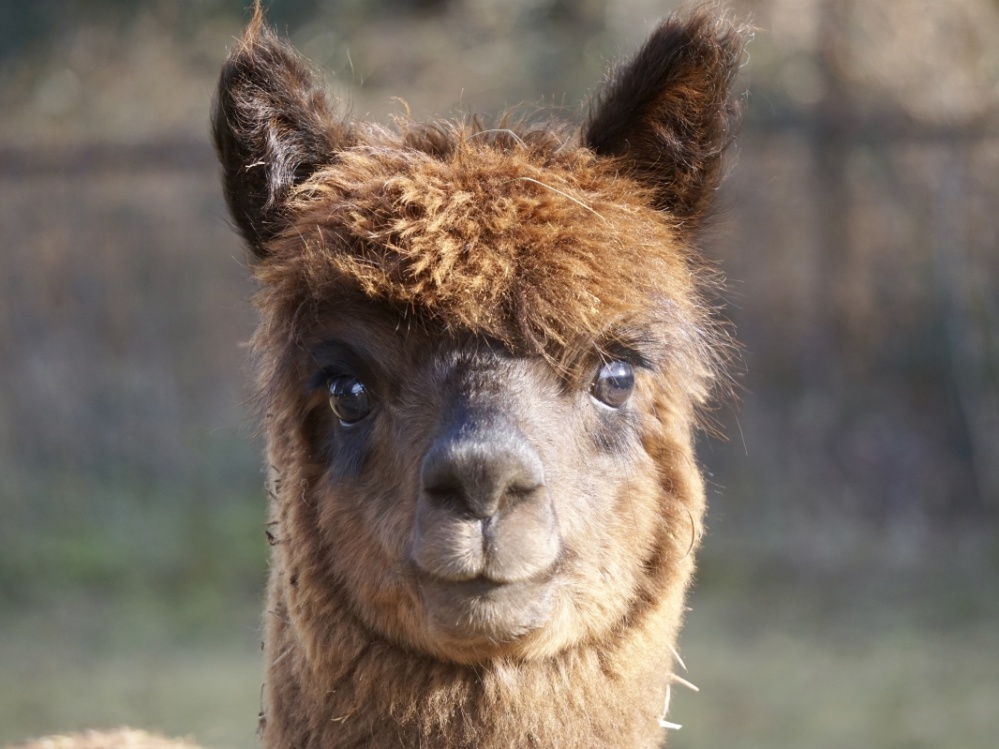 SAAR ALPAKA SAAR ALPAKA