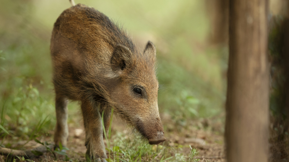 Frischling im Wildpark Frischling im Wildpark