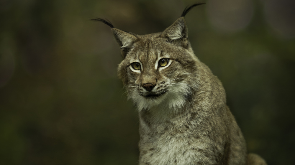 Wildpark-Luchs Wildpark-Luchs
