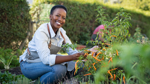 Gärtnerin Gärtnerin pflückt