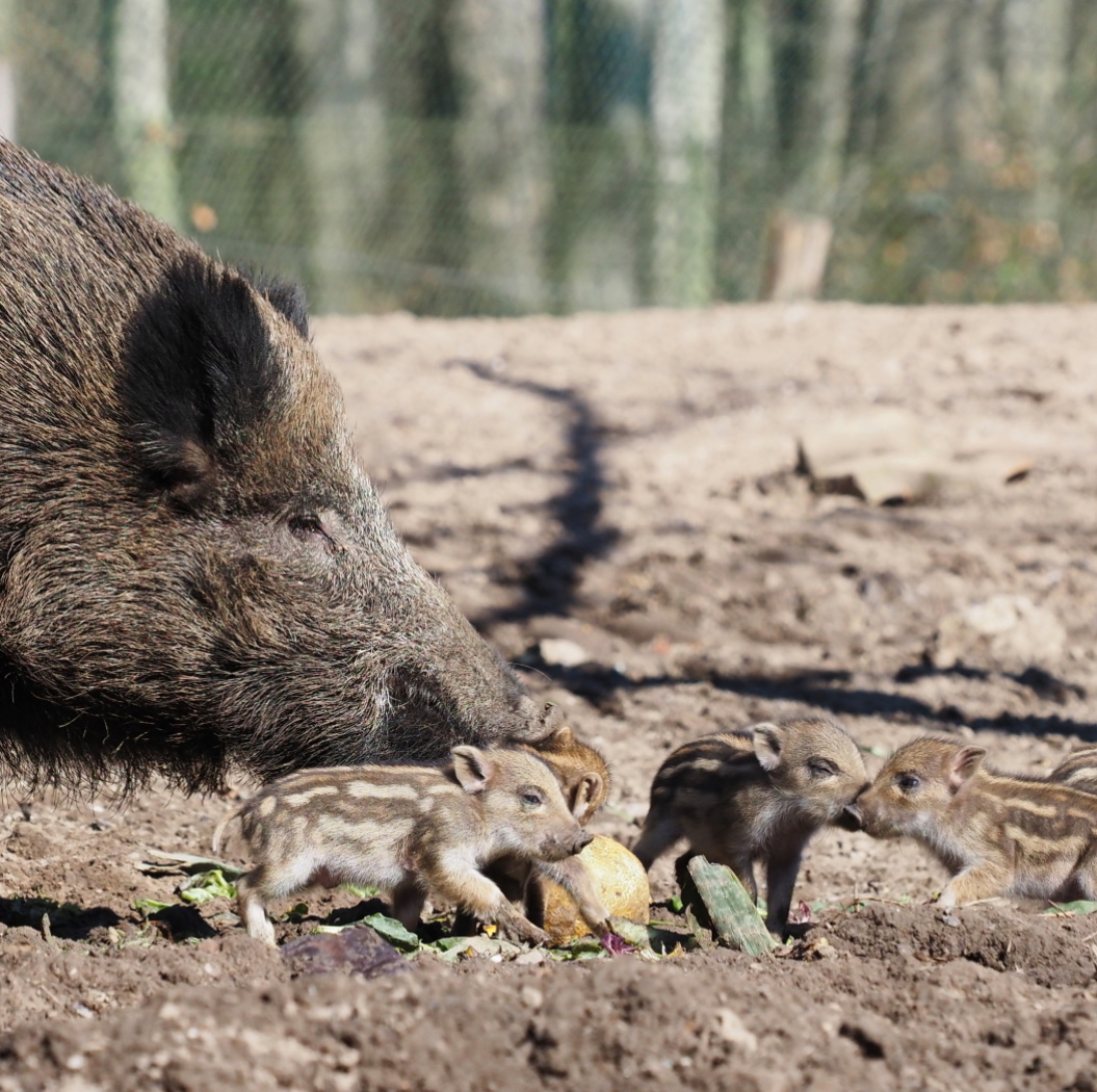 Frischlinge im Wildpark 2022