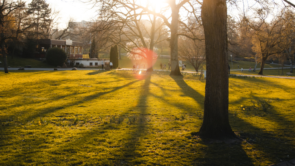 Deutsch-Französischer-Garten (DFG) Deutsch-Französischer-Garten (DFG)