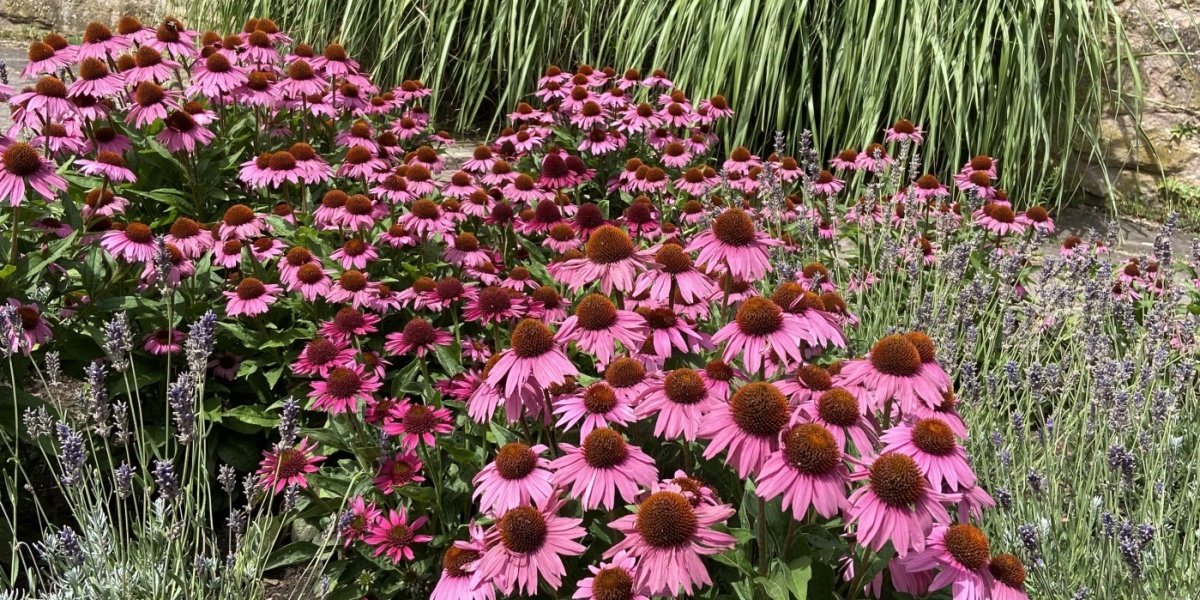 Schlossgarten Schlossgarten