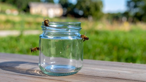 Bienen und ein leeres Honigglas. Bienen fliegen um ein leeres Honigglas herum. Foto: ZKE/KI